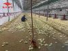 Broiler Pan Feeding System