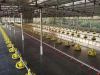 Broiler Pan Feeding System