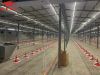 Broiler Pan Feeding System