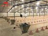 Broiler Pan Feeding Sy...