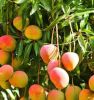 Fresh Indian Mangoes