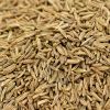 Caraway Seeds