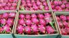 HIGHT QUALITY FRESH RED FLESH DRAGON FRUIT FROM VIETNAM