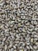 Cashew Kernel WW180 , ...
