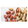 Best Quality Groundnuts Kernels High Protein Raw Peanuts For Sale