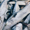 Spanish Mackerel
