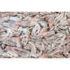 Loligo Squid