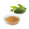 Green Tea P.E./Green Tea Extract