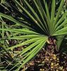 Saw palmetto fruit extract fatty acids Saw palmetto P.E.