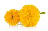 Xanthophyll Lutein Genda Marigold extract plant extract 