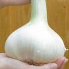 G1 garlic 