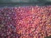 EXPORT-QUALITY FRESH RED ONION FOR SALE