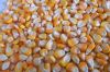 NON GMO YELLOW CORN MAIZE