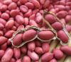 HIGH-PROTEIN NATURAL PEANUTS AVAILABLE FOR SALE