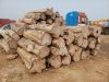 Teak wood - pine logs 