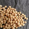 Fresh Soybean Seed Wit...