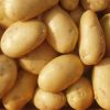 Potato with good price professional export new fresh holland potato