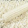 Whole Dried Corn Kernels WHITE MAIZE Non GMO