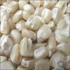 Best Grade White Corn Maize For Animal Feed White Maize..