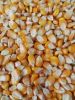 Best Grade White Corn Maize For Animal Feed White Maize..