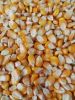 Top Selling White Maize Corn Yellow Maize Export Quality Stock Available