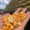 White and Yellow Corn Maize Available In Reasonable Price