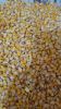 White and Yellow Corn Maize Available In Reasonable Price