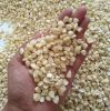 White Maize, Dried Yellow Corn / White Maize, Dried Yellow Corn