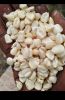 Wholesale Supplier Yellow Corn & White Corn/Maize for Human & Animal Feed FOR SALE!!