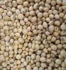 Premium Quality Organic Soybean / Soya bean / Soybeans Seeds