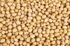 Premium Quality Organic Soybean / Soya bean / Soybeans Seeds