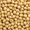 Premium Quality Organic Soybean / Soya bean / Soybeans Seeds