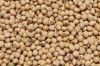 Premium Quality Organic Soybean / Soya bean / Soybeans Seeds