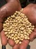 Premium Quality Organic Soybean / Soya bean / Soybeans Seeds