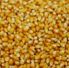 Fresh Corns White And Yellow Corns/Yellow Maize for Animal Feed