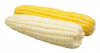 Fresh Corns White And Yellow Corns/Yellow Maize for Animal Feed