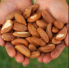 Raw Brazil Nuts Shelled Brazil Nuts -100% High Quality