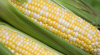 Fresh Corns White And Yellow Corns/Yellow Maize for Animal Feed