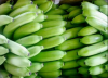 Fresh Cavendish Banana High Quality and Cheap price 