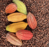 High Quality Cocoa Beans - Cacao Beans - Chocolate beans