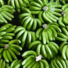 TOP QUALITY FRESH PLANTAIN BANANA