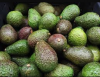 Quality Wholesaler Hass Avocado good Quality Fresh green avocado
