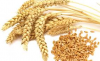  100% Organic Wheat / Wheat Grain at Low Market Price