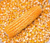 Wholesale Yellow Corn / Yellow Maize for Animal Feed