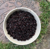 Pure Natural Black Rice for sale in good price