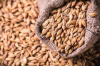 Good Quality Barley for animal feed