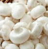 100% High Quality And Fresh Mushrooms In Cheap Price