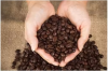 High Quality Coffee Beans Direct From Factory