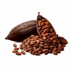 Premium Quality Dried Coca Beans In Good Price