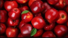 Top Grade Juicy Fresh Red Apples Fruit For Exporters